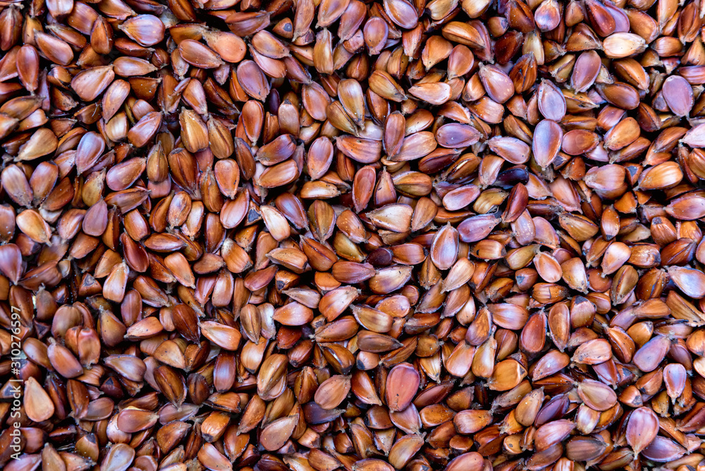 Pile of ripe beech nuts close up Pile of ripe beech nuts close up