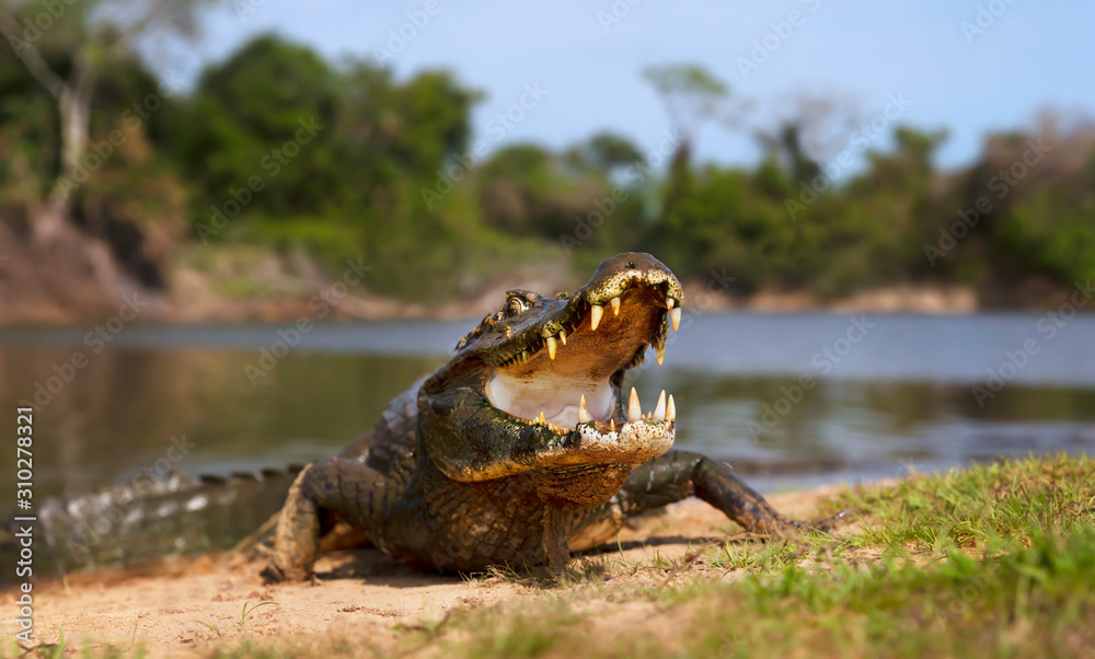 Fototapeta premium Yacare caiman with open mouth on a river bank