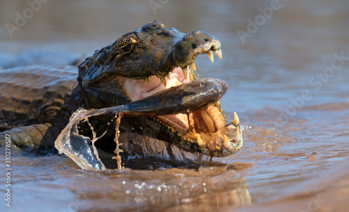 Close up of a Yacare caiman eating piranha