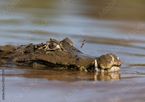 Close up of a Yacare caiman swimming in water