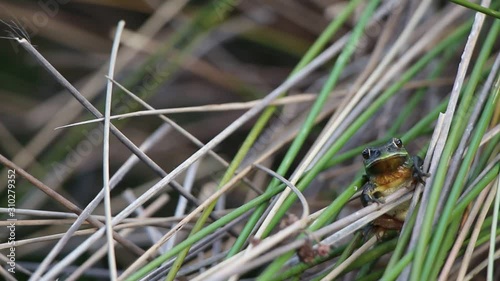 Rela-meridional (Hyla meridionalis) photo