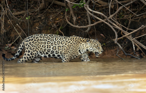 Jaguar walking in water along the river bank