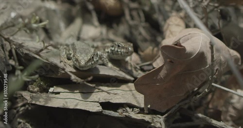 Lizards in the Woods