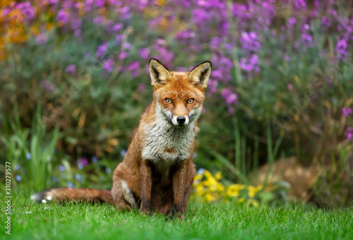 Close up of a red fox in a flower garden