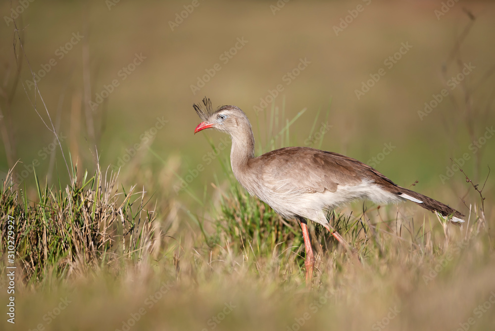 Red legged seriema walking in grass Red legged seriema walking in grass