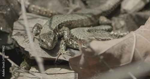 Lizards in the Woods