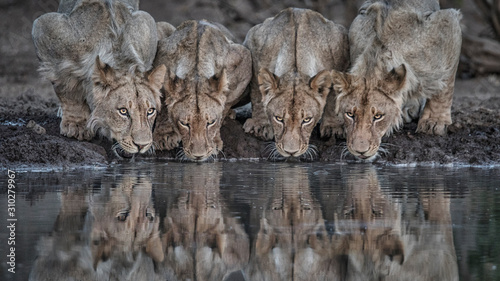 Photography Drinking Lions