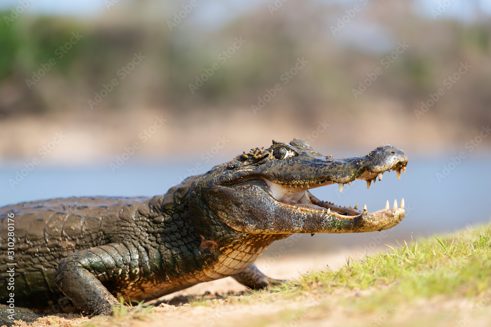 Obraz premium Yacare caiman with open mouth on a river bank