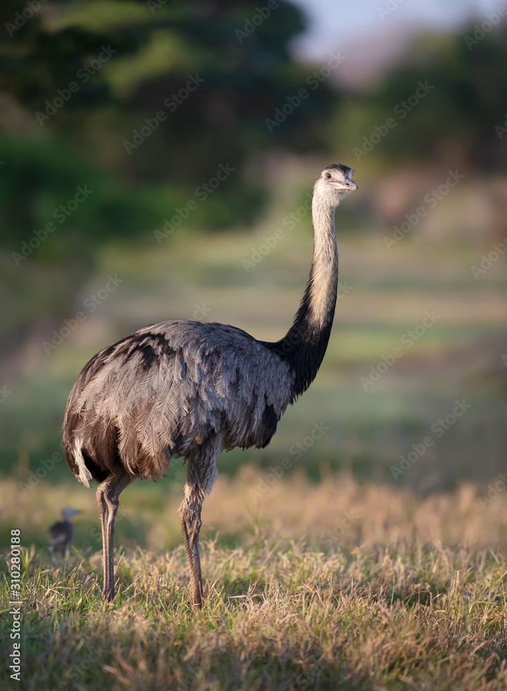 Close up of a greater rhea in a meadow Close up of a greater rhea in a meadow