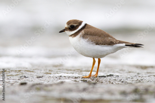 Sieweczka obrożna (Charadrius hiaticula)