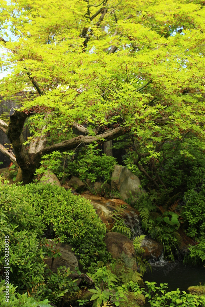 日本庭園 日本庭園