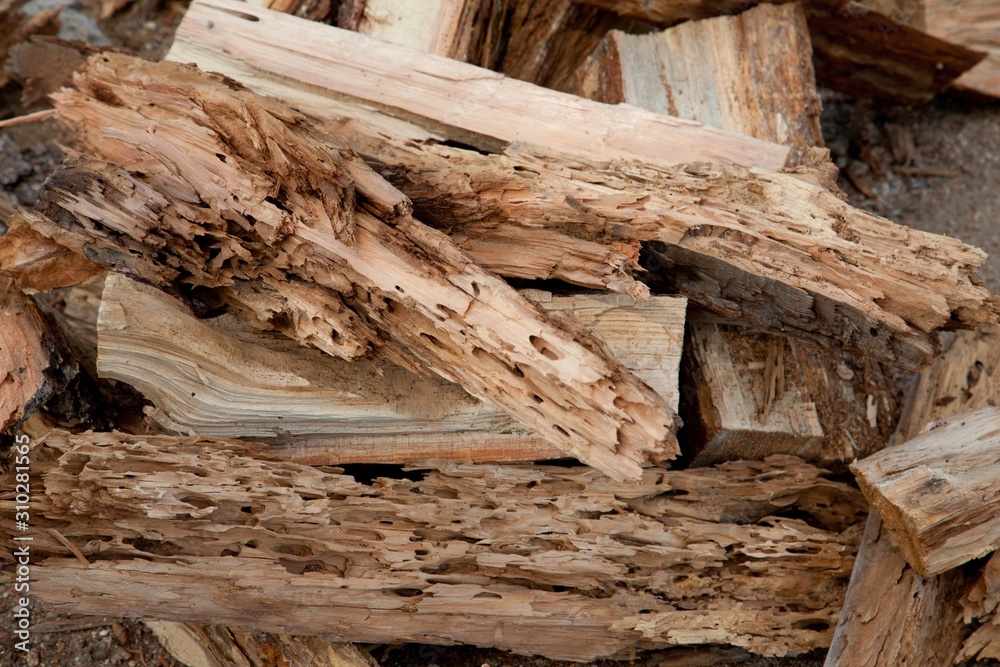 Close-up view of weathered driftwood Close-up view of weathered driftwood