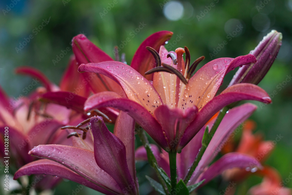 Obraz premium Beautiful pink lily grows in the garden in summer. Blooming tender pink lily after the rain, a lot of drops, flowers background