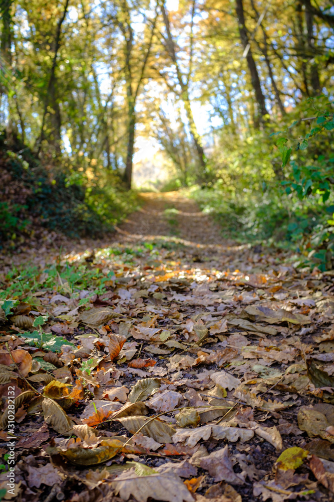 Off road path on an autumn forest landscape with ground full of brown leaves in a Catalan park Off road path on an autumn forest landscape with ground full of brown leaves in a Catalan park