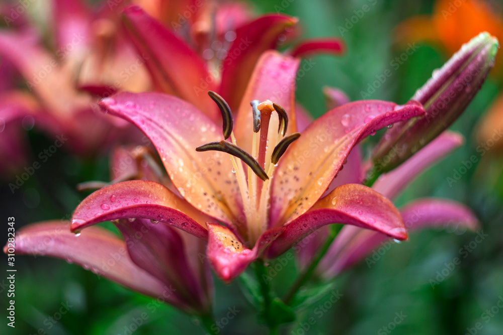 Beautiful pink lily grows in the garden in summer. Blooming tender pink lily after the rain, a lot of drops, flowers background