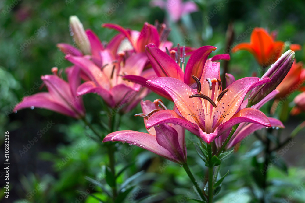 Beautiful pink lily grows in the garden in summer. Blooming tender pink lily after the rain, a lot of drops, flowers background