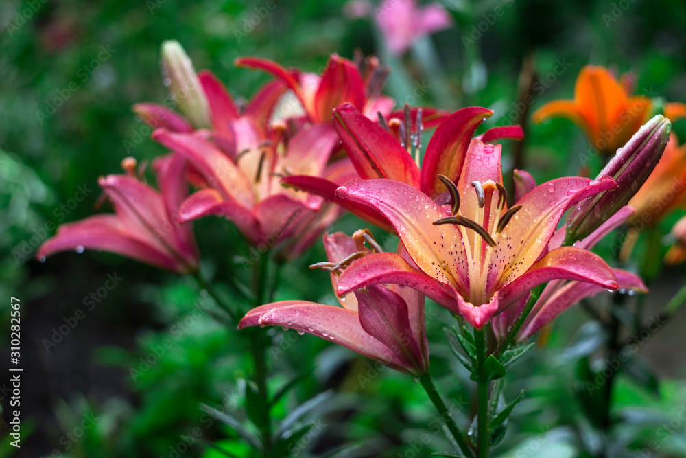 Beautiful pink lily grows in the garden in summer. Blooming tender pink lily after the rain, a lot of drops, flowers background Beautiful pink lily grows in the garden in summer. Blooming tender pink lily after the rain, a lot of drops, flowers background