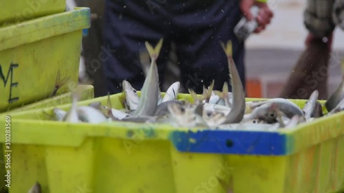 Barra de Mira - Portugal: a day at the beach. Traditional fishing photo