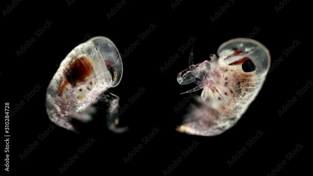 Hyperia crayfish under the microscope. The Hyperiidae family, an ...