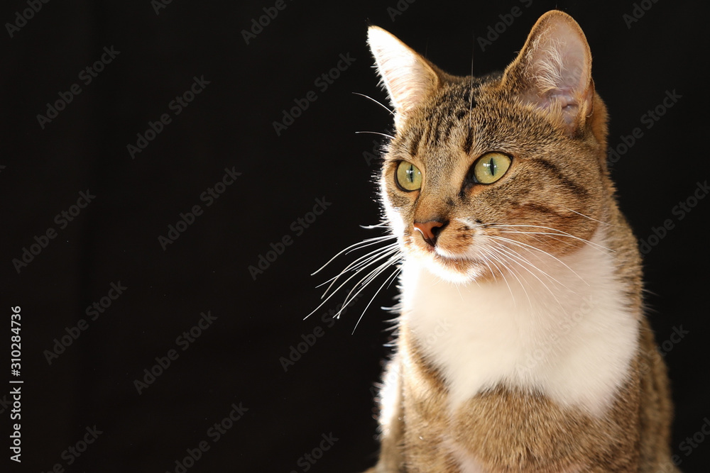 Fototapeta premium chat sur fond noir