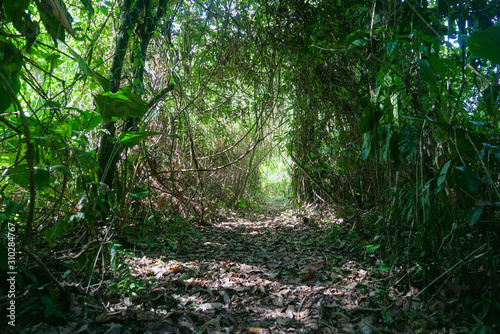 Fototapeta Naklejka Na Ścianę i Meble -  Lacandona Jungle path