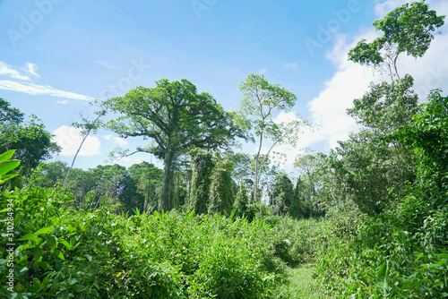 Lacandona Jungle photo