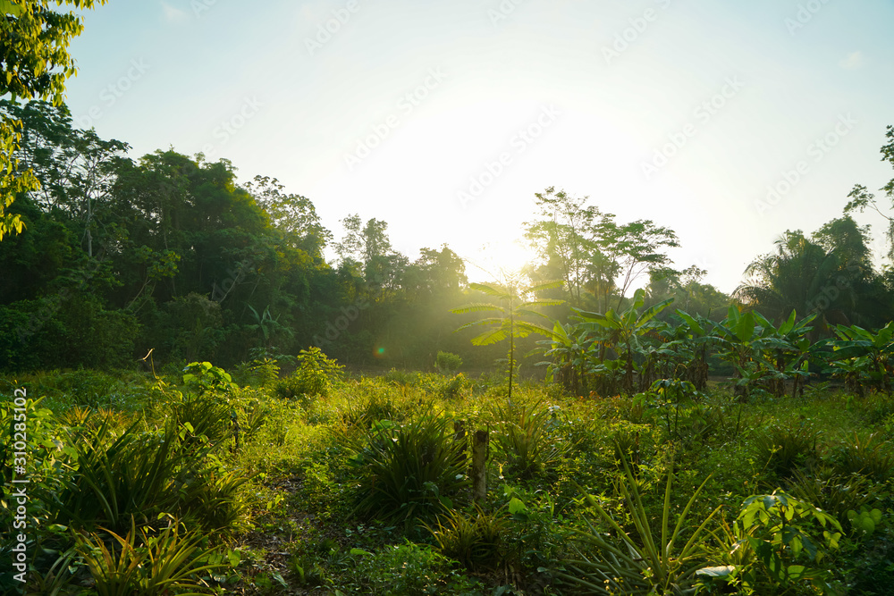 Sunset at Lacandona Jungle Sunset at Lacandona Jungle