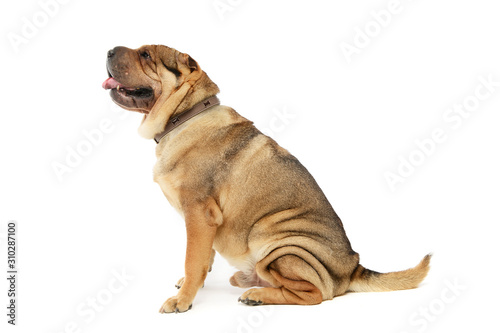 Studio shot of an adorable Shar pei