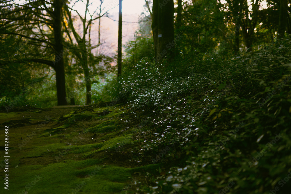 Fototapeta premium Mysterious forest as in a fairy tale. The mystical atmosphere of the forest. Old trees. Japanese garden. Atmospheric forest with green moss on the ground and moss on the branches