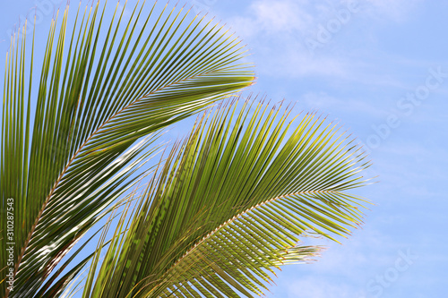 Palm leaf texture on blue sky with white clouds. Green tropical foliage, natural background