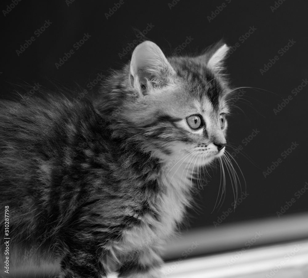 Chaton Chat Noir Et Blanc Cat Black And White Stock Photo Adobe Stock