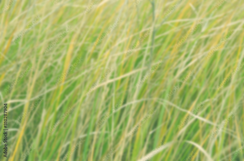 Summer blurred natural background of a green field of grass. Summer blurred natural background of a green field of grass.