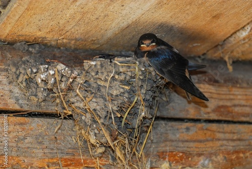 Young Barn swallows (Hirundo rustica) on the nest