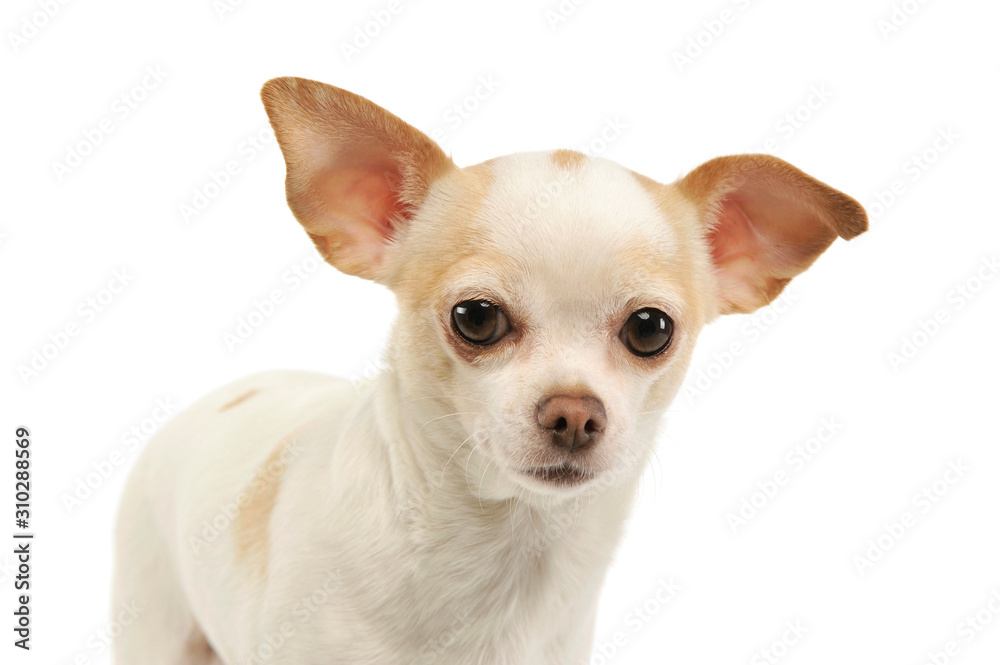 Portrait of an adorable chihuahua