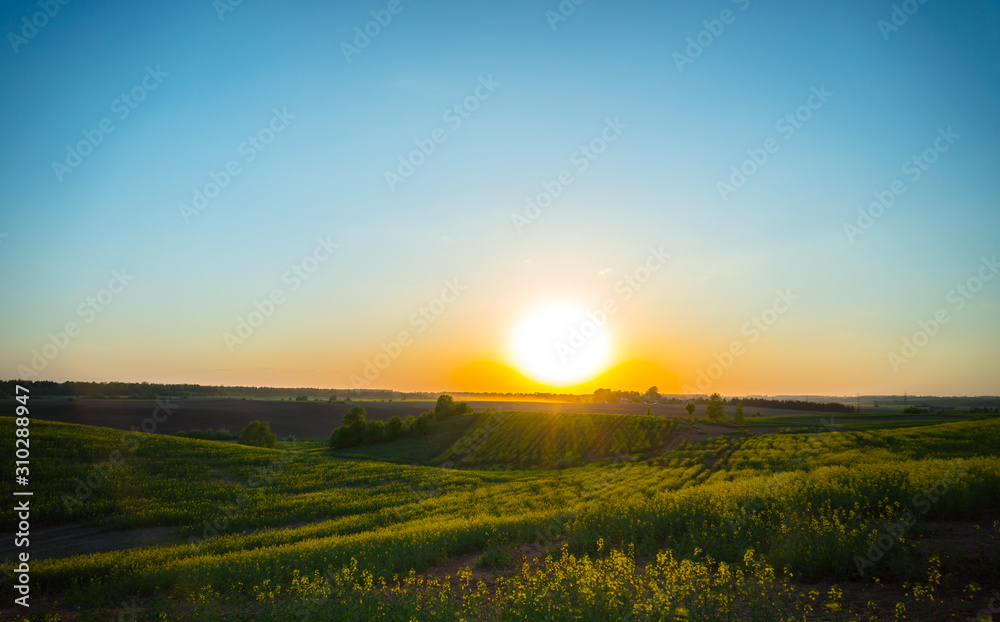 Obraz premium Field of flowering rape at sunset