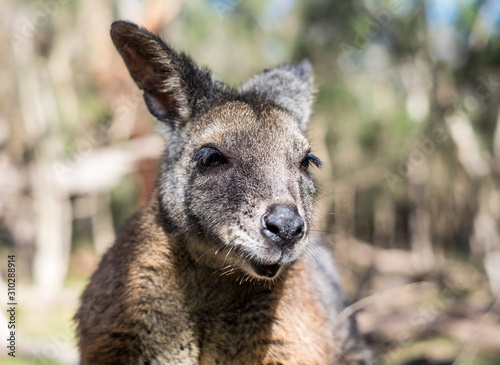 Wallaby © Markus Speth