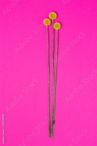 Three beautiful Billy Button flowers pink background. Layflat, Top view, isolated, with copy space