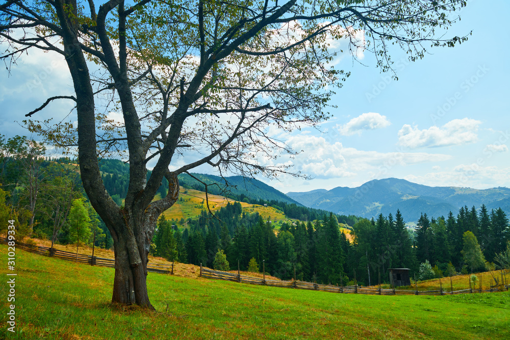 custom made wallpaper toronto digitalbeautiful summer landscape, big tree and spruces on hills, cloudy sky and wildflowers - travel destination scenic, carpathian mountains