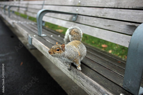 Fototapeta Naklejka Na Ścianę i Meble -  Cute gray squirrel looks from park bench into camera