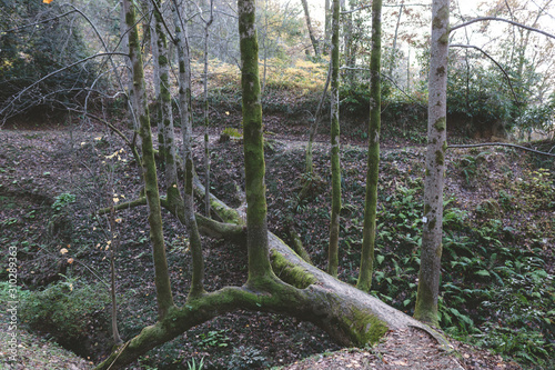 Mysterious forest as in a fairy tale. The mystical atmosphere of the forest. Old trees. Japanese garden. Atmospheric forest with green moss on the ground and moss on the branches