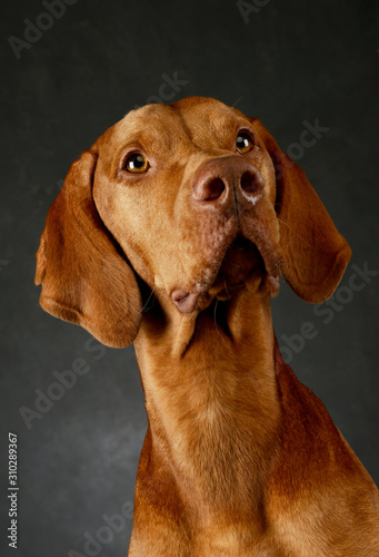 Portrait of an adorable Hungarian Vizsla