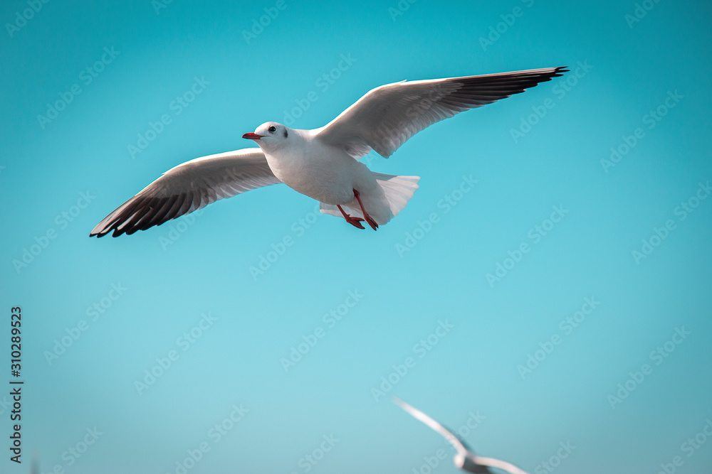 Obraz premium seagulls on a formation flight