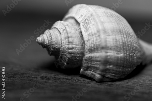 sea shell on black background