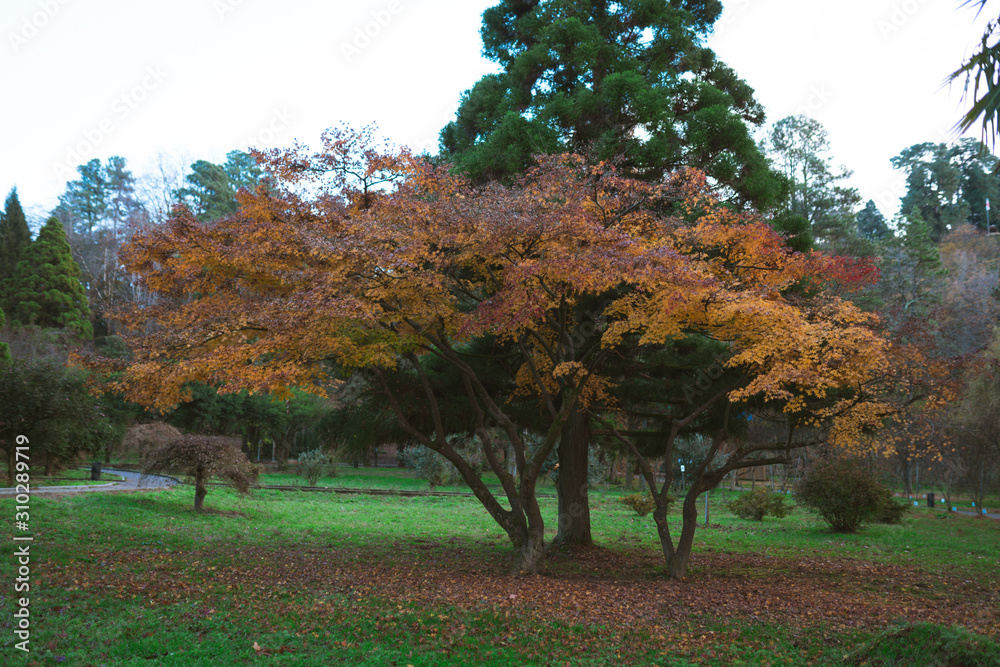 A diverse park with trees. Beautiful forest and different green trees. Autumn outdoors