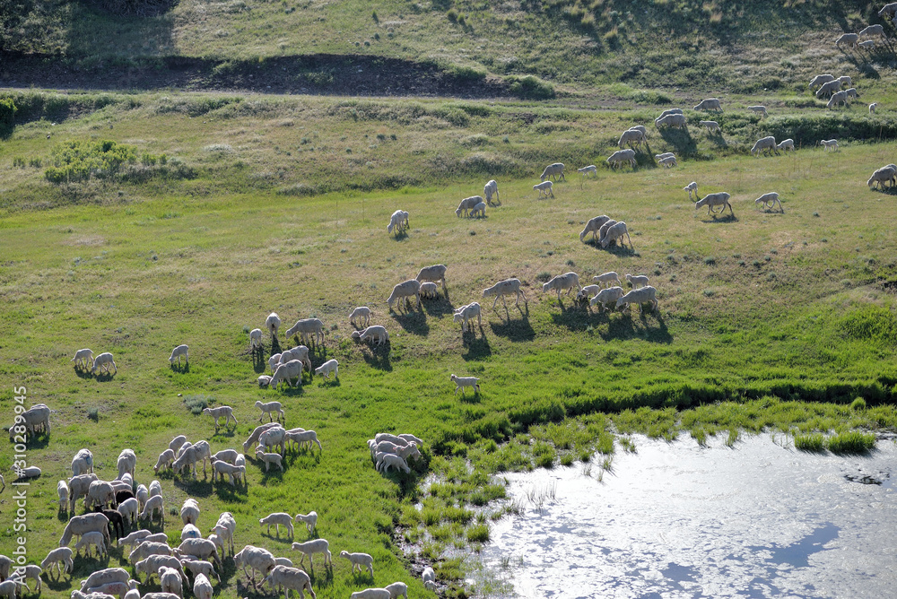 A flock of ewes and lambs grazes beside a mountain pond.