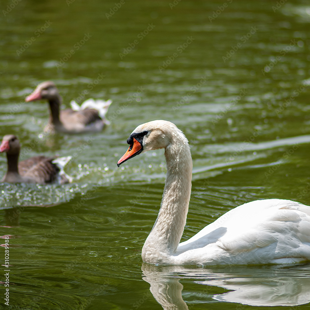White swan swims on a pond against the background of wild geese, close-up. White swan swims on a pond against the background of wild geese, close-up.