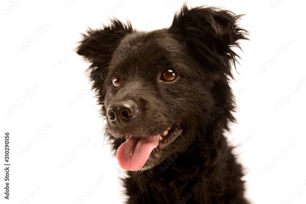 Portrait of an adorable Mixed breed dog