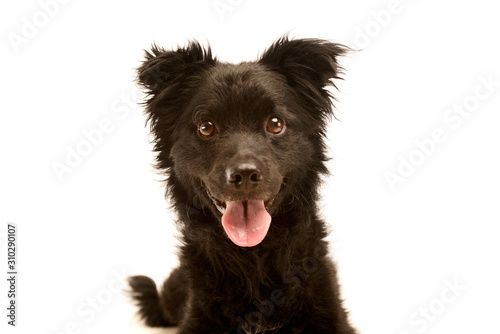 Portrait of an adorable Mixed breed dog