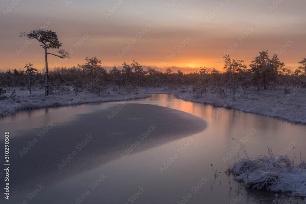 Beautiful frosty morning in the swamp. Karelian isthmus. Russia