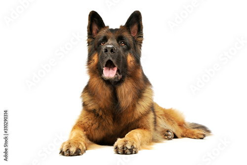 Studio shot of an adorable German shepherd